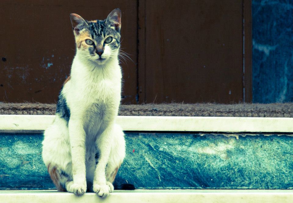 Stray Cat - Photo (c) Dimitris Polymenopoulos