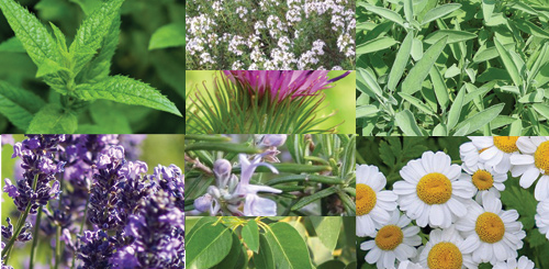aromatic-medical plants