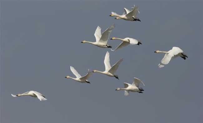 Tundra Swans in Northern Greece