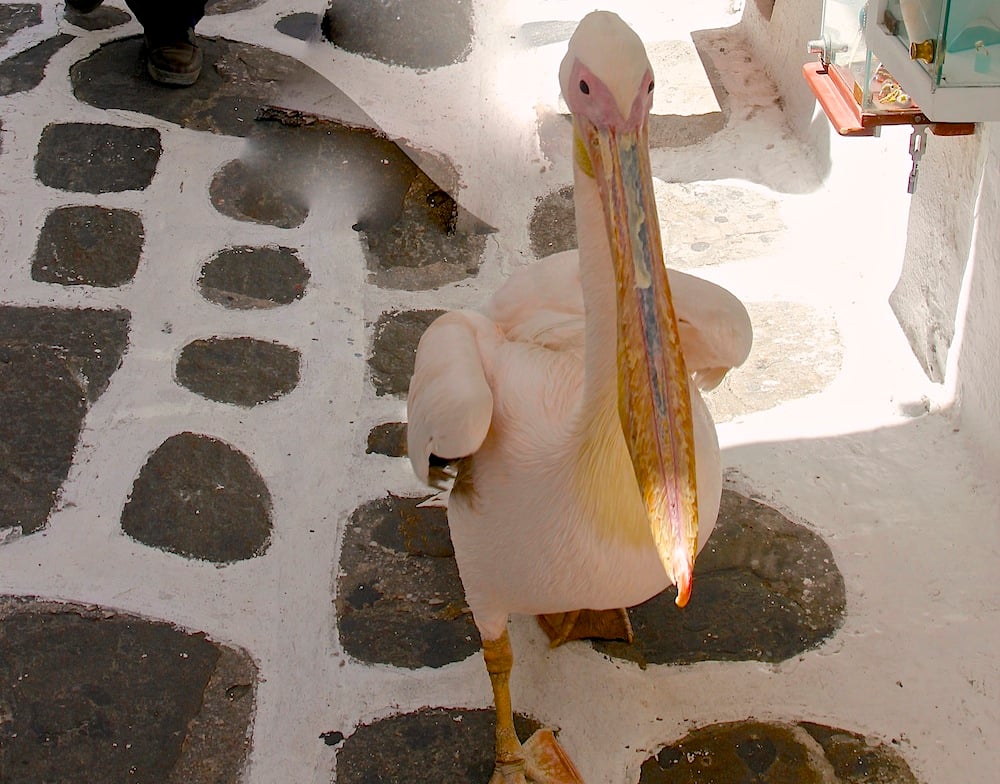 The Pelican of Mykonos