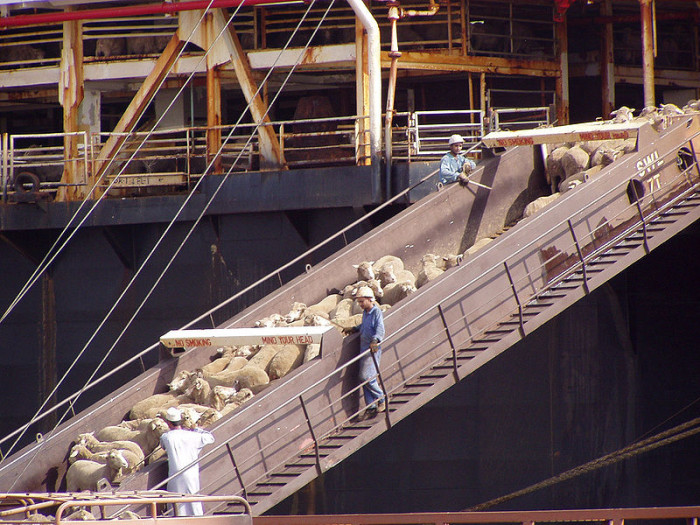 sheep export