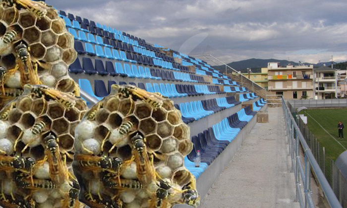 Platanias-FC-Fans-in-Danger-of-Wasp-Attack