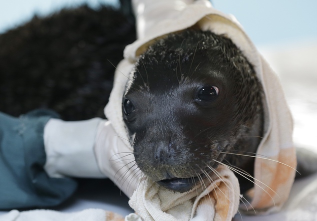 APTOPIX Greece Orphaned Monk Seal
