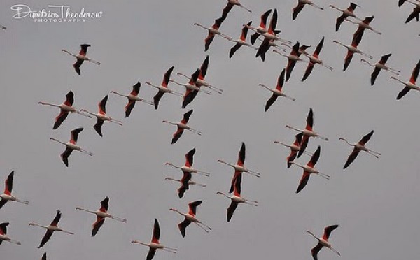 flamingos 2