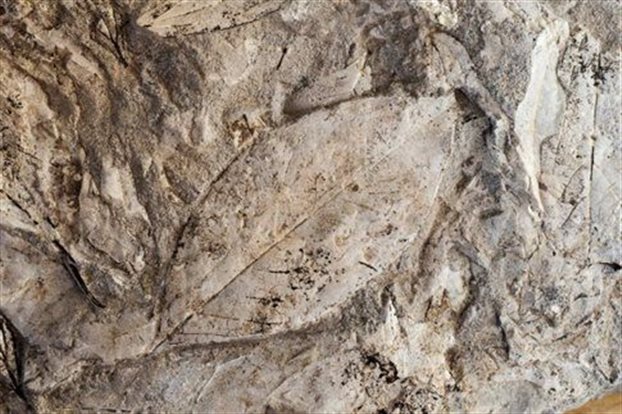 Lesvos Reveal New Remains of Fossilised Forest