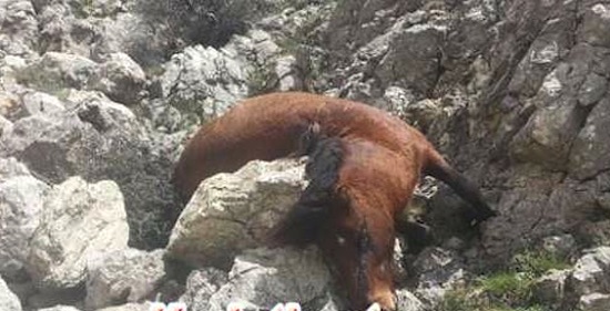 26 Wild Horses Shot Dead in Corinthia, Greece