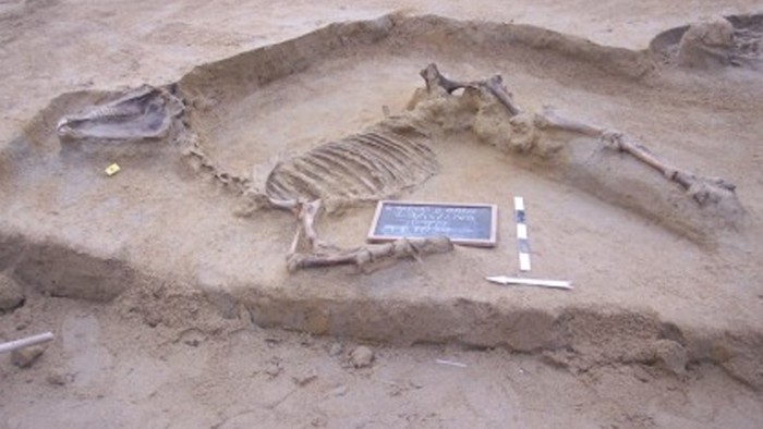 horse-skeleton