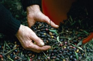 olive picking - national geographic
