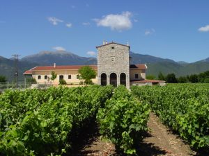 greek vineyards