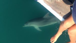 dolphins eco cruise