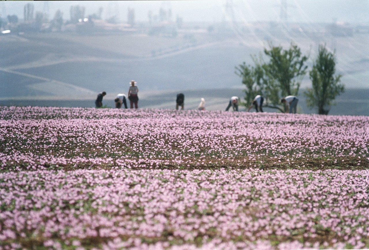 kozani saffron field