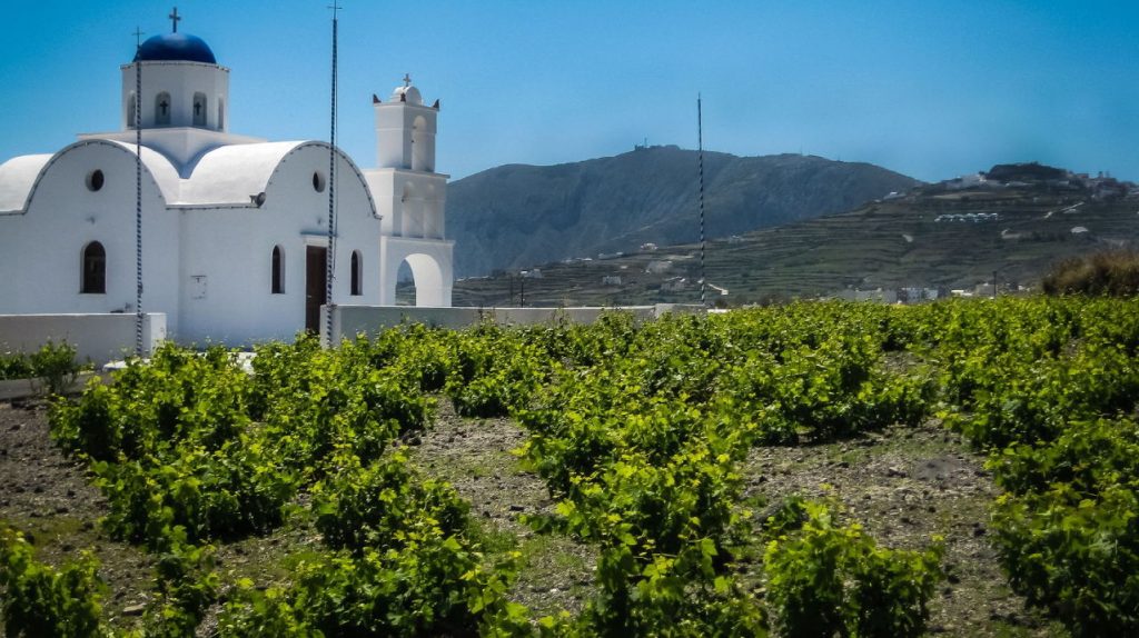 santorini-winery-with-grape-vines