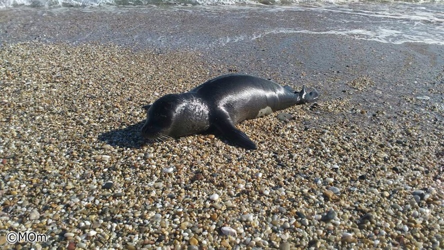 baby monk seal greece