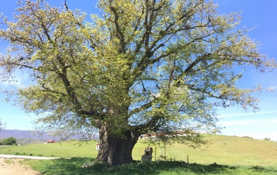 Oak tree Greece