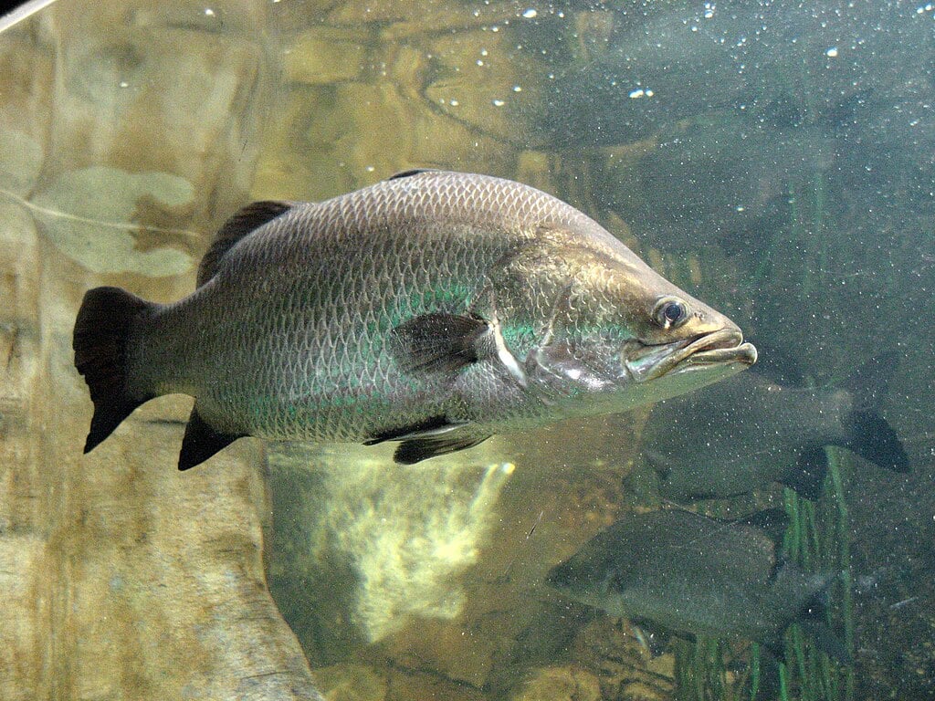 Barramundi Greek migrants Australia