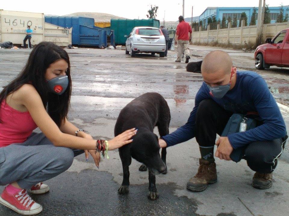 Stray Dogs of Athens Become Protagonists of Touching Documentary