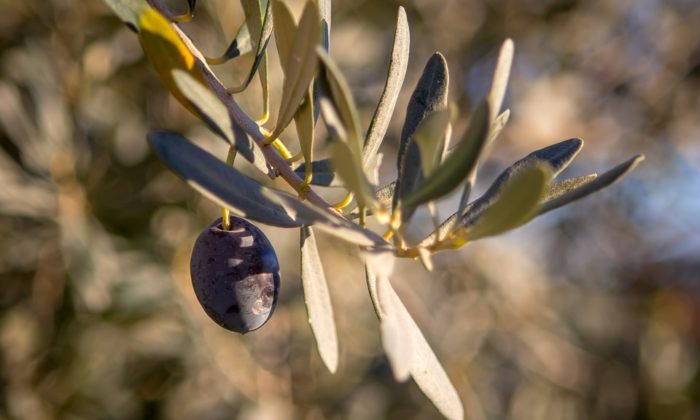 International Olive Oil Competition to Take Place in Delphi