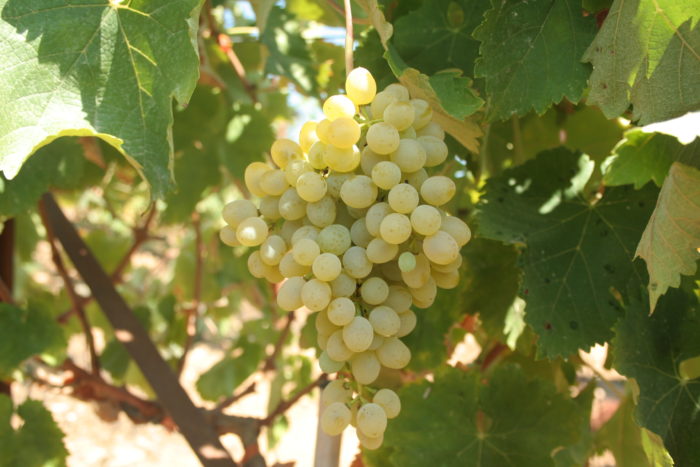 Vidiano grape variety (Photo courtesy: Stelios Klados).