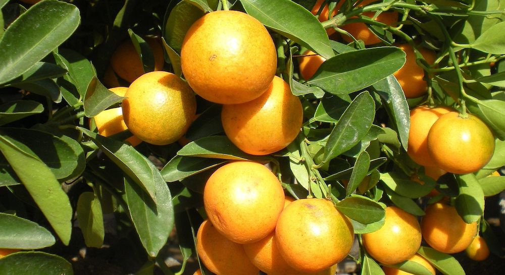 kumquat liqueur corfu