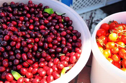 Cornelian cherry infused water