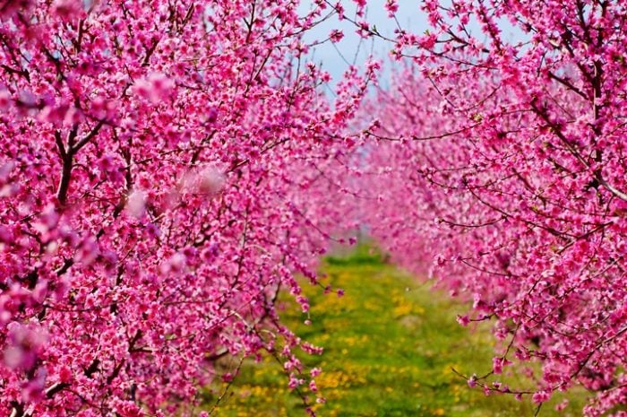peaches blossoms imathia