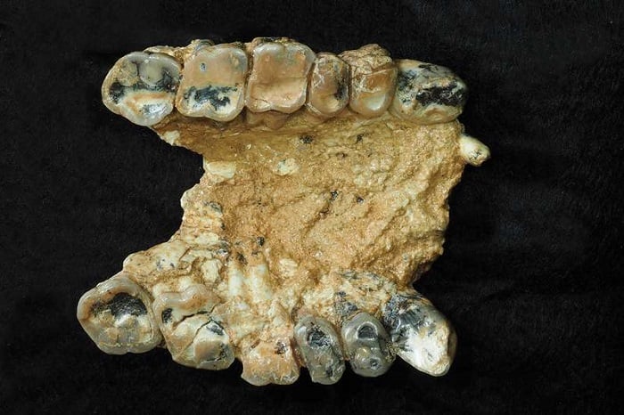 Greece fossils human anscestors