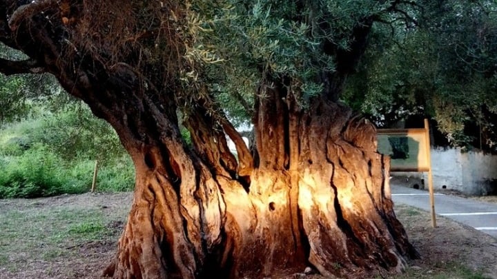 Evdokia, the 1,200-Year-Old Olive Tree on Corfu, Greece