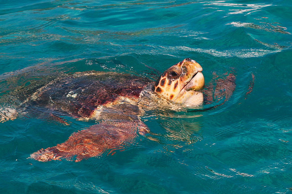 sea turtles greece