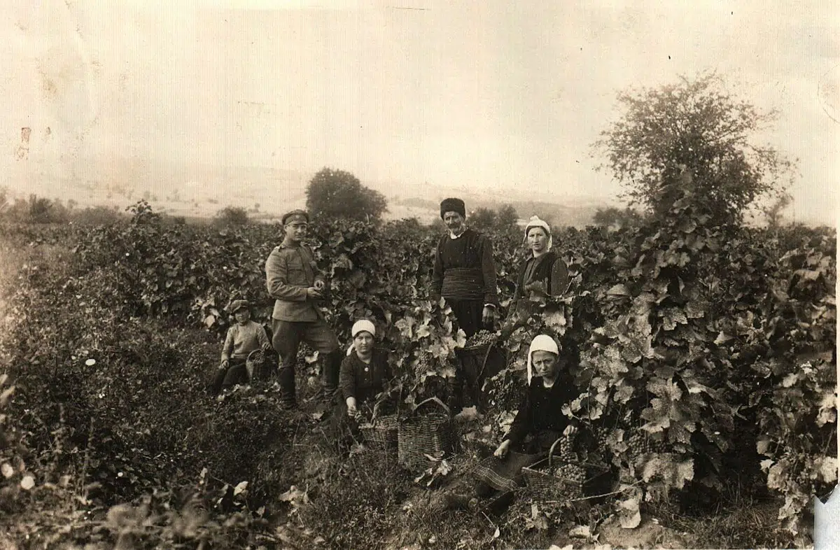 Grape picking in Choristi, Drama region during World War II harvest