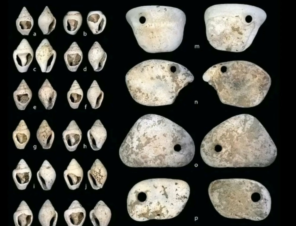 Shells of the marine snail Columbella rustica and pierced pendants made from the sea clam Glycmeris found in the 10000-Year-Old Grave in Italy that has Earliest Infant Burial in Europe