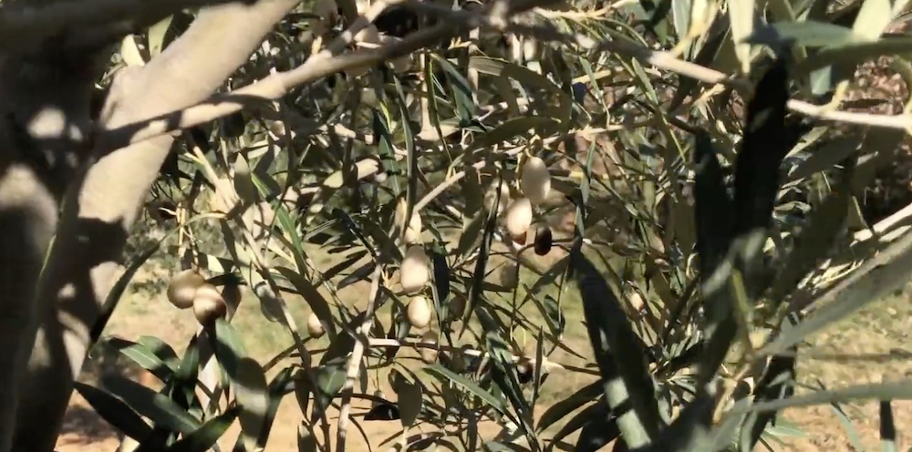 white olives leucocarpa leucolea