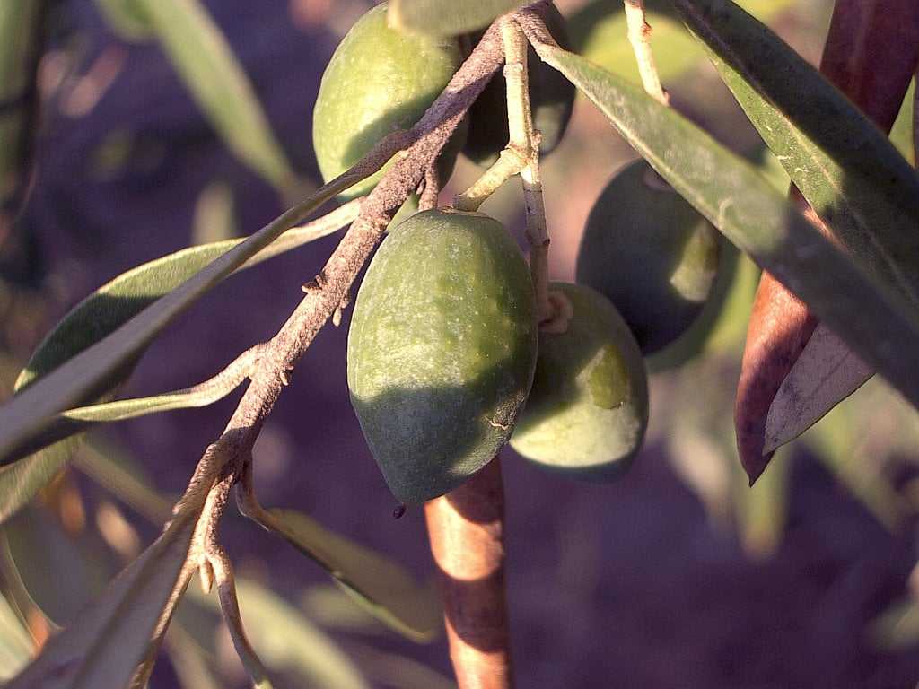 olive grove olive seasons