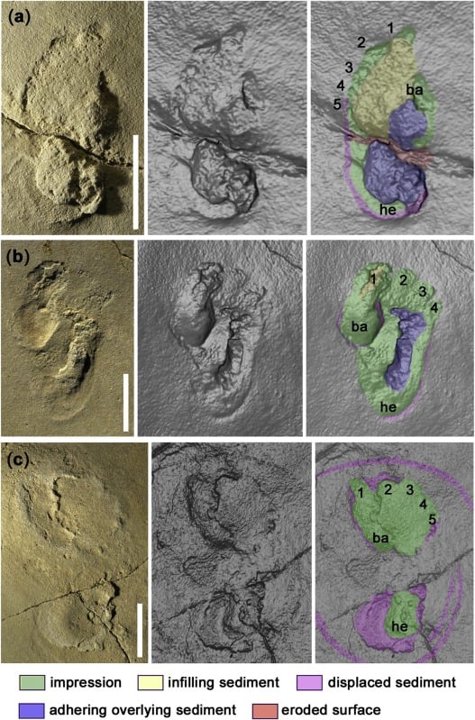 The 6.05 million year-old footprints