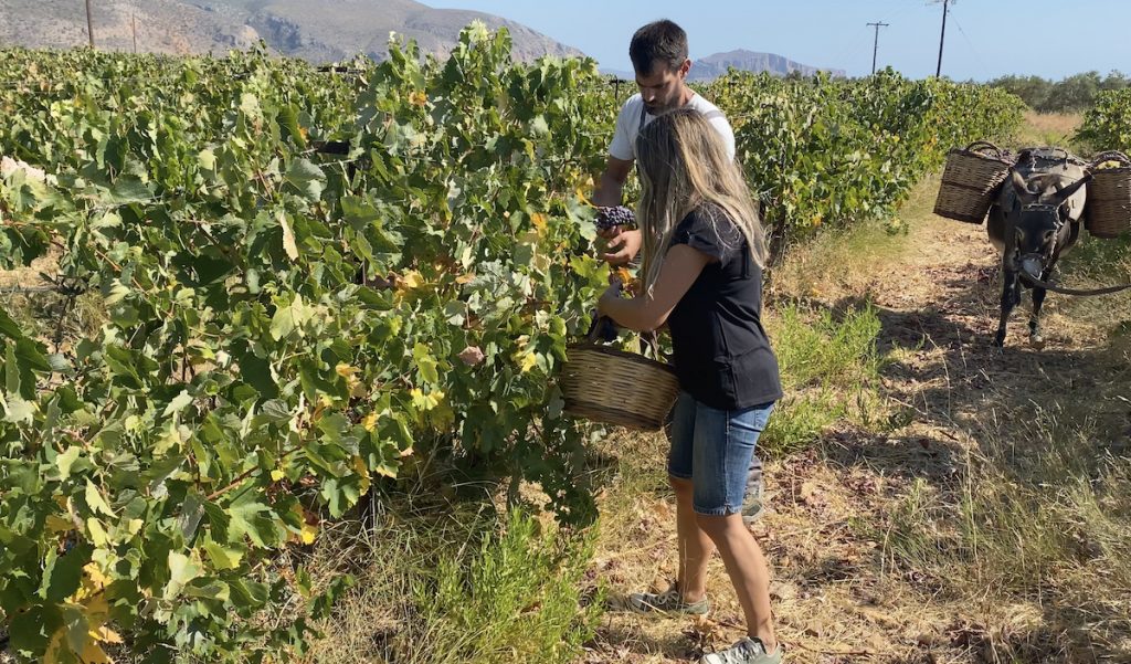 A young man and a woman gathering the grapes in the big baskets