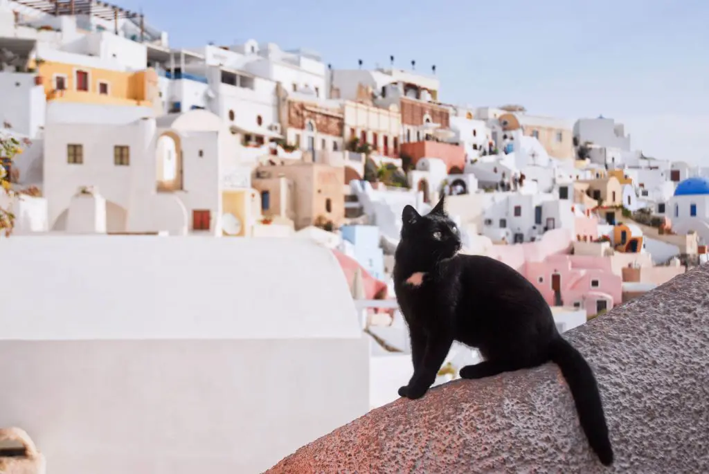 cat sanctuary greek island