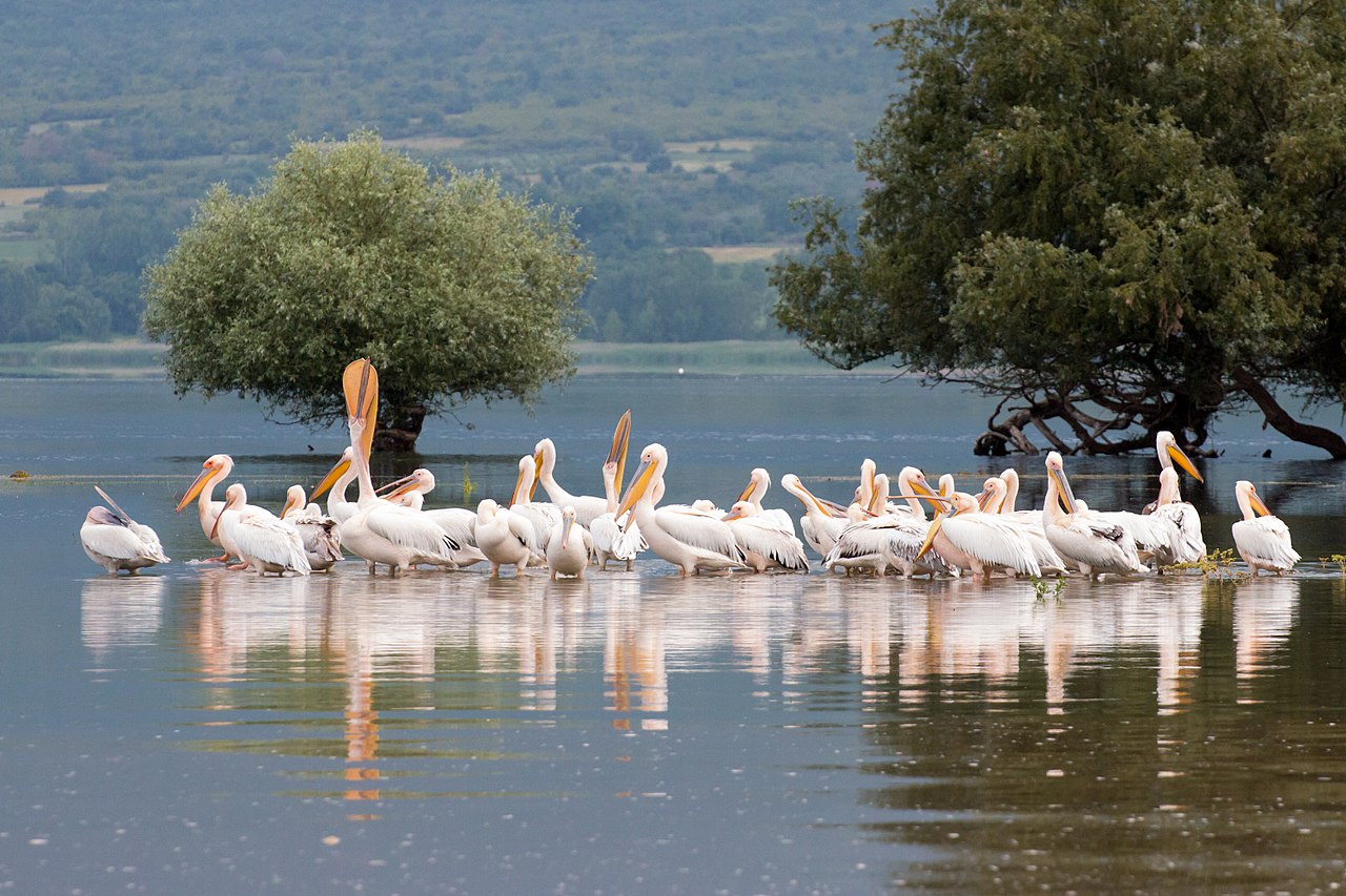Kerkini lake Greece