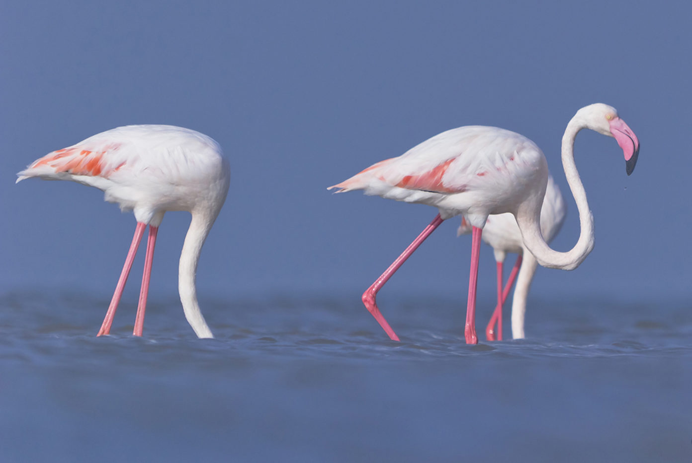 Illegal Lead Shot from Hunters Poisons, Kills Flamingos in Greece