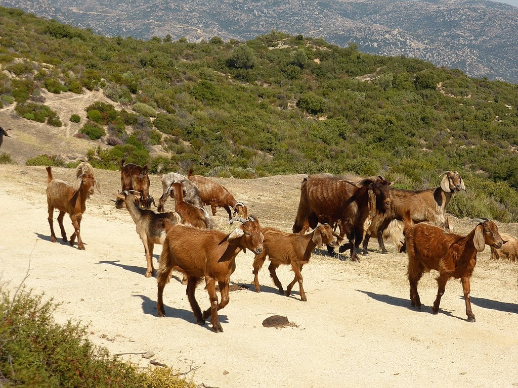 Cabras Grecia