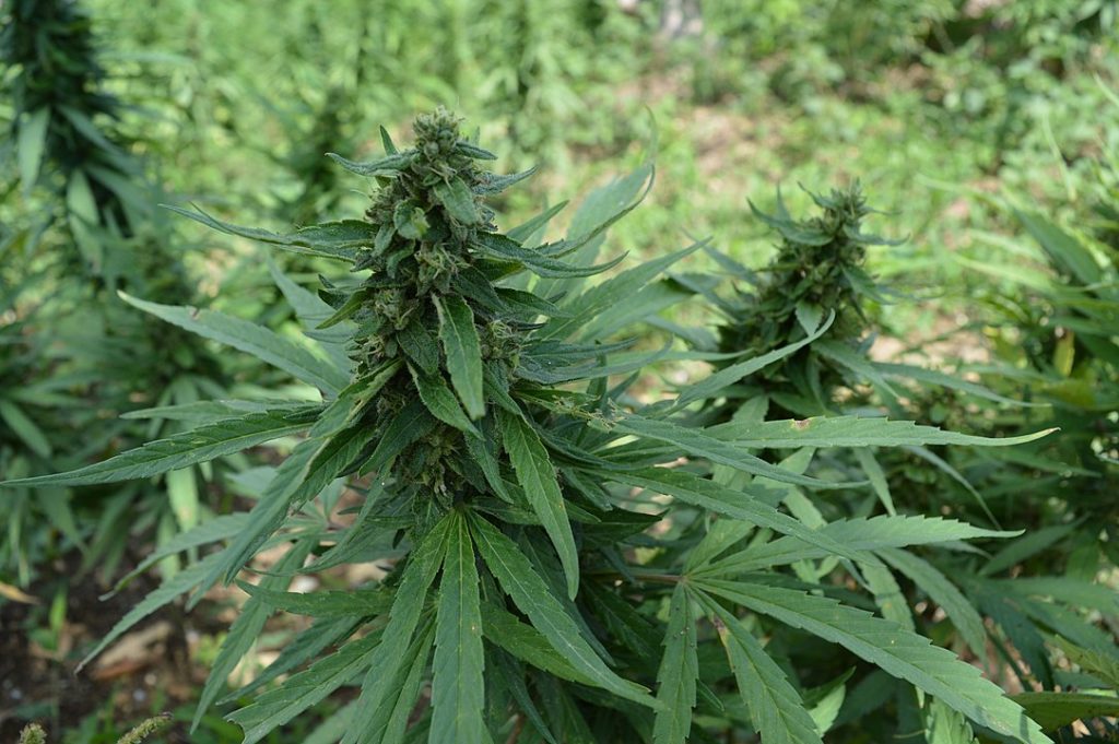 Greek cannabis cultivation firm 