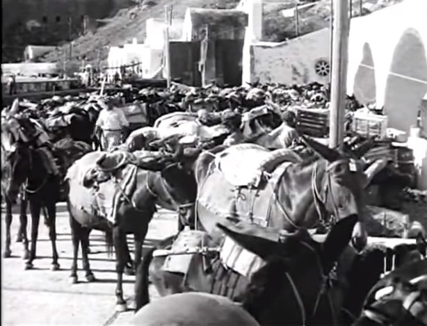 Donkeys and mules of Santorini