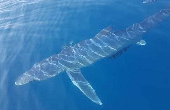blue sharks greece