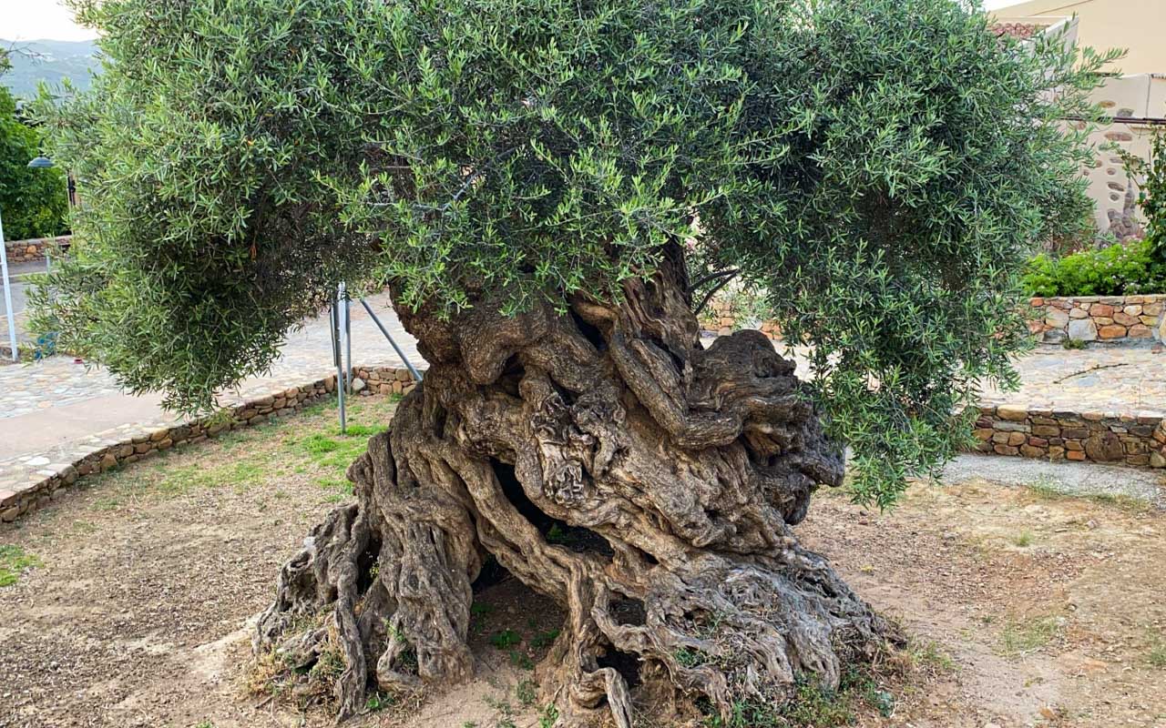 Olive tree Greece