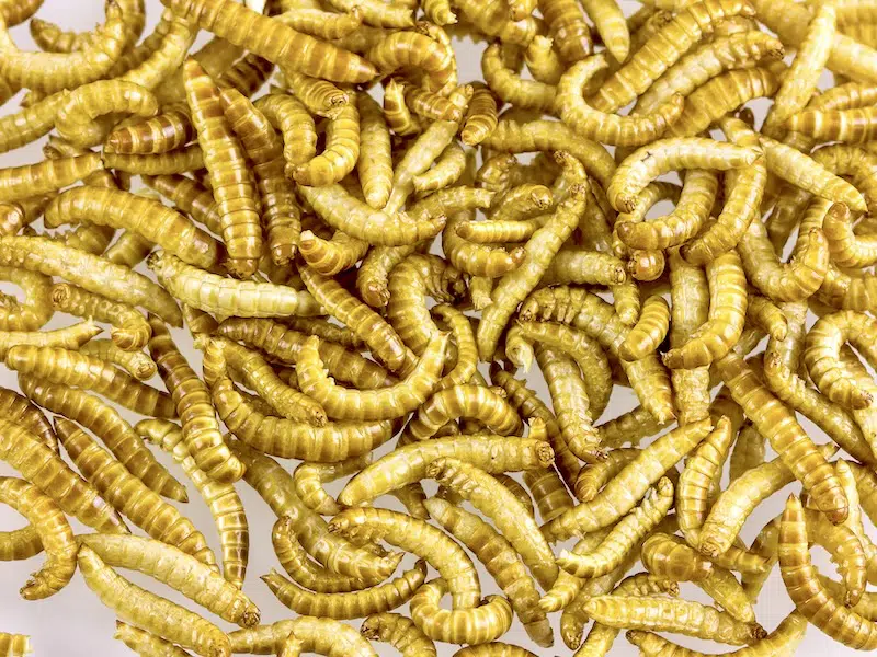 edible insects yellow melworm europe