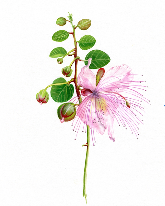 Caper flower watercolor