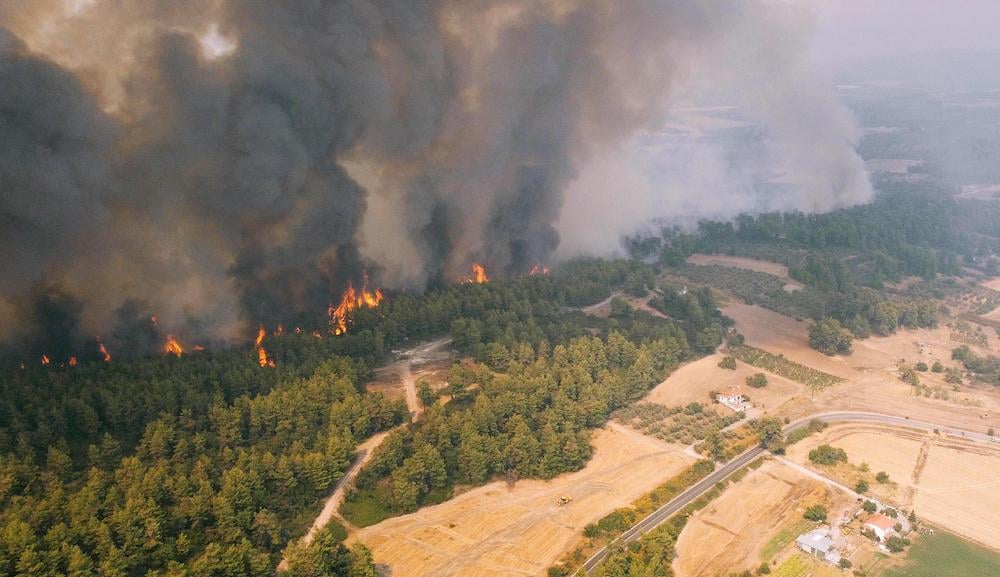Greece fires Reforestation