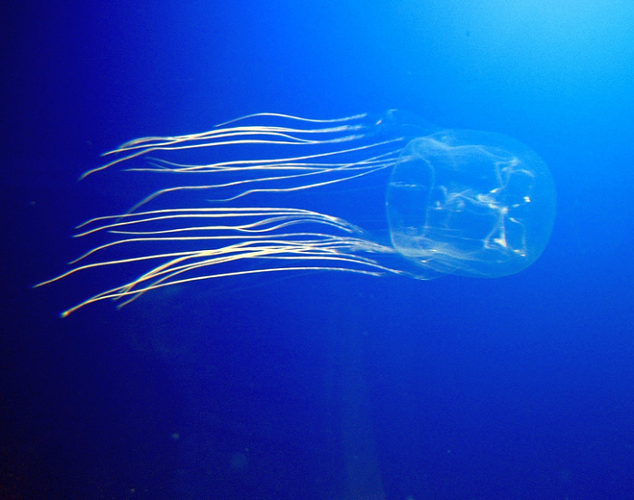 Jellyfish Greece