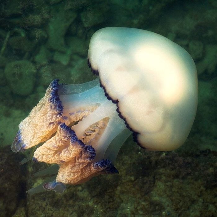 Greece jellyfish