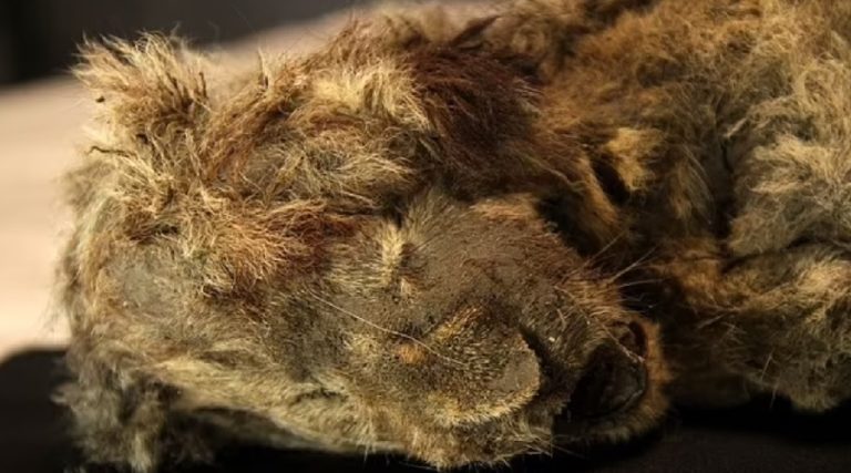 Meet Sparta, the 28,000 Year Old Perfectly Preserved Lion Cub