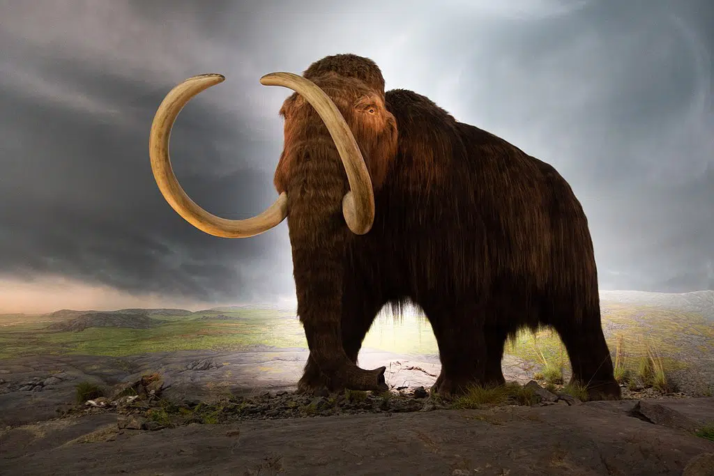 Wooly mammoth climate change