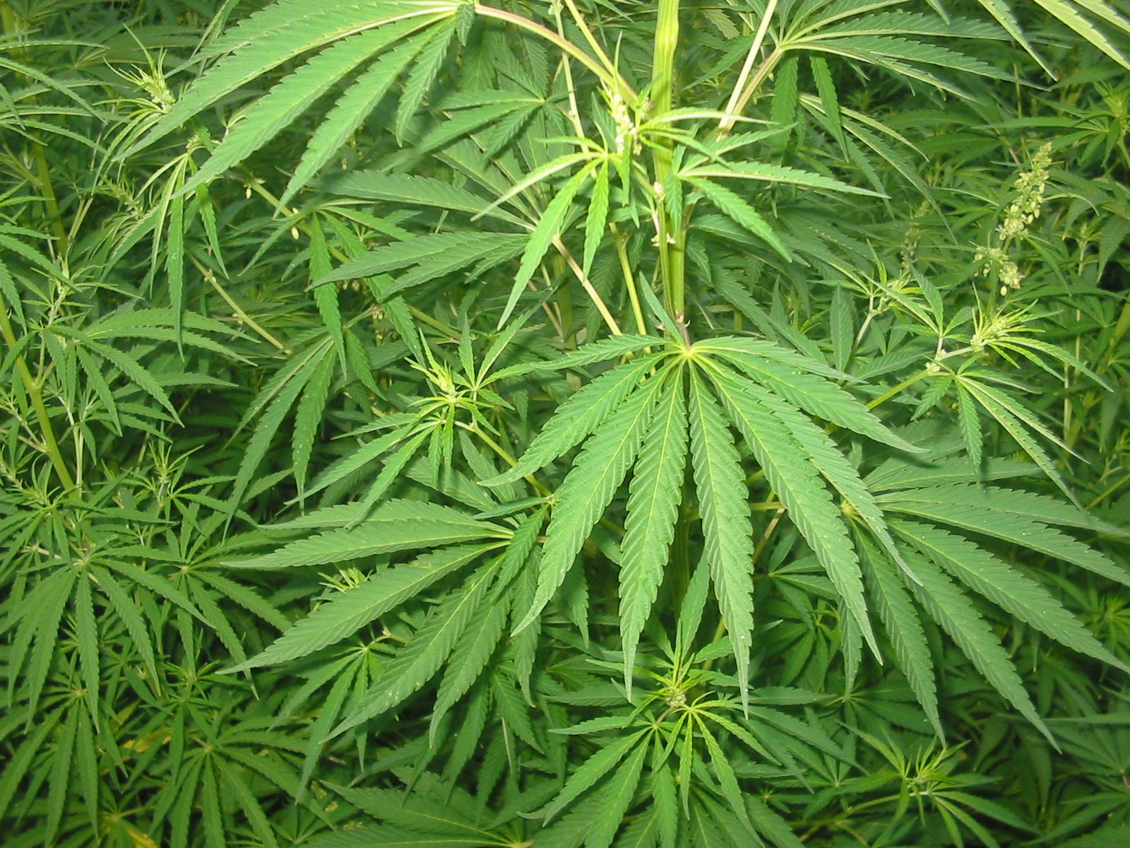 Cannabis Germany